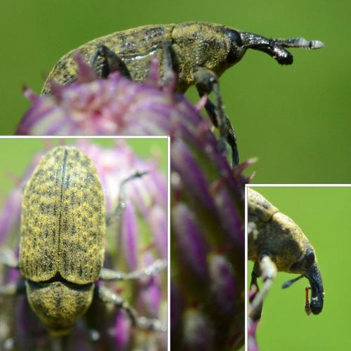 Larinus cynarae